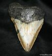 Inch Megalodon Tooth - Atlantic Coast #1030-1